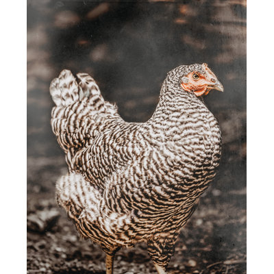 Marysvale Henrietta sur toile
