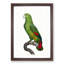 Black-Billed Amazon Parrot by F. Levaillant - Picture Frame Art Print-55512432-55512436