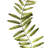 Fern Stems
