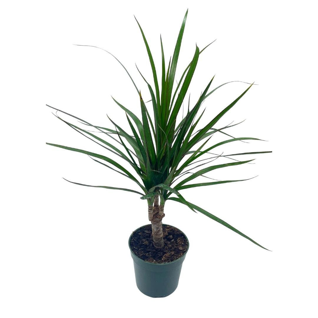 Florida House Plants Dragon Tree Madagascar Dracaena Marginata Hort in a 4  | Wayfair