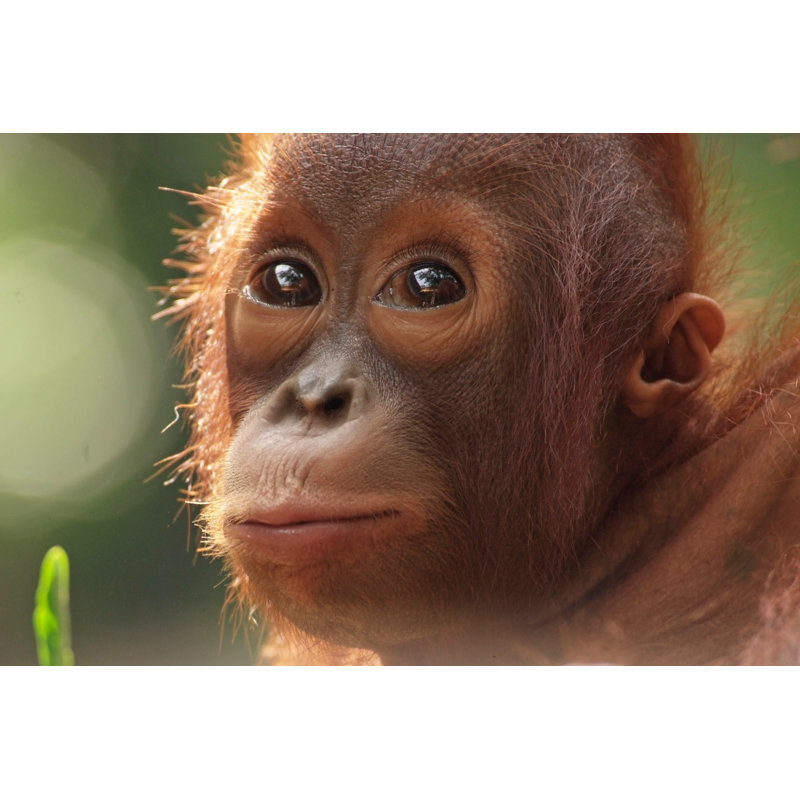 «Baby Orangutan» - Photographie sur toile tendue, L 36 po x H 24 po