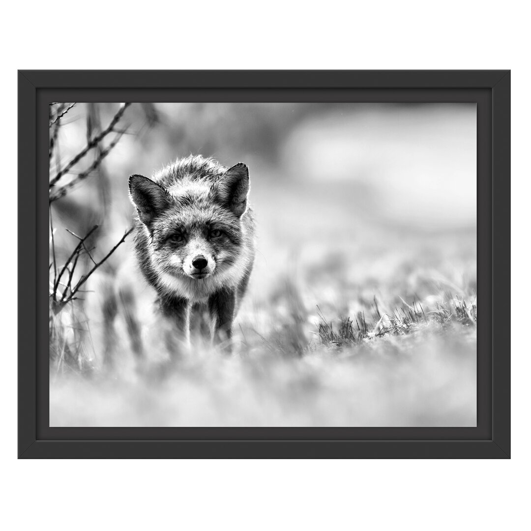 Gerahmtes Wandbild Schleichender fuchs