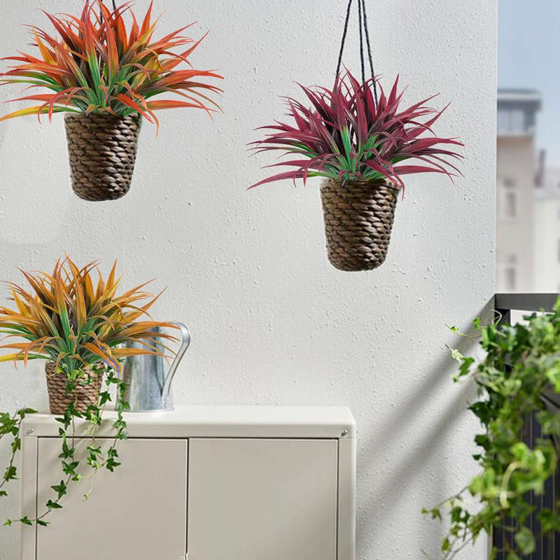 16,9 plante, Rouge