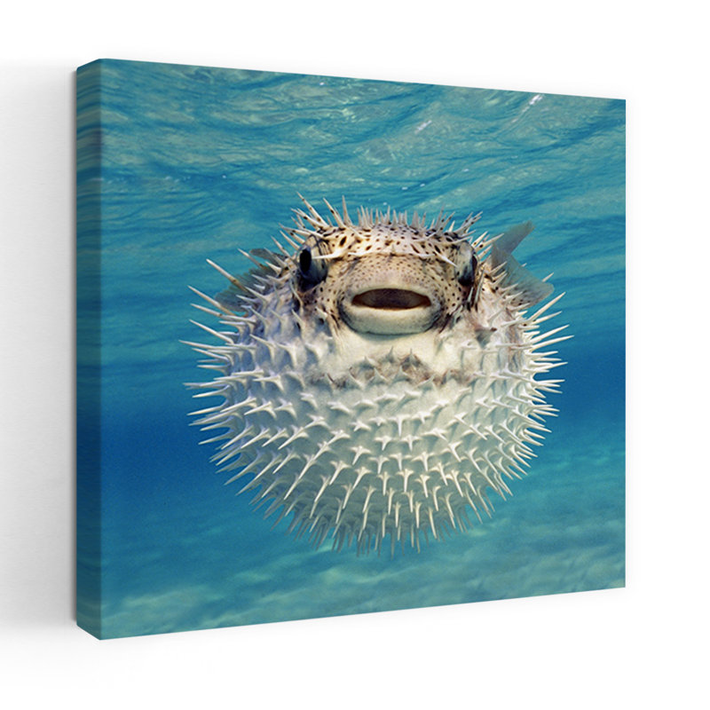 Gros plan sur un poisson-globe, art contemporain des Bahamas, H 18 po x l 18 po