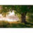 Oak Tree in Full Leaf in Summer Wall Mural-88769519