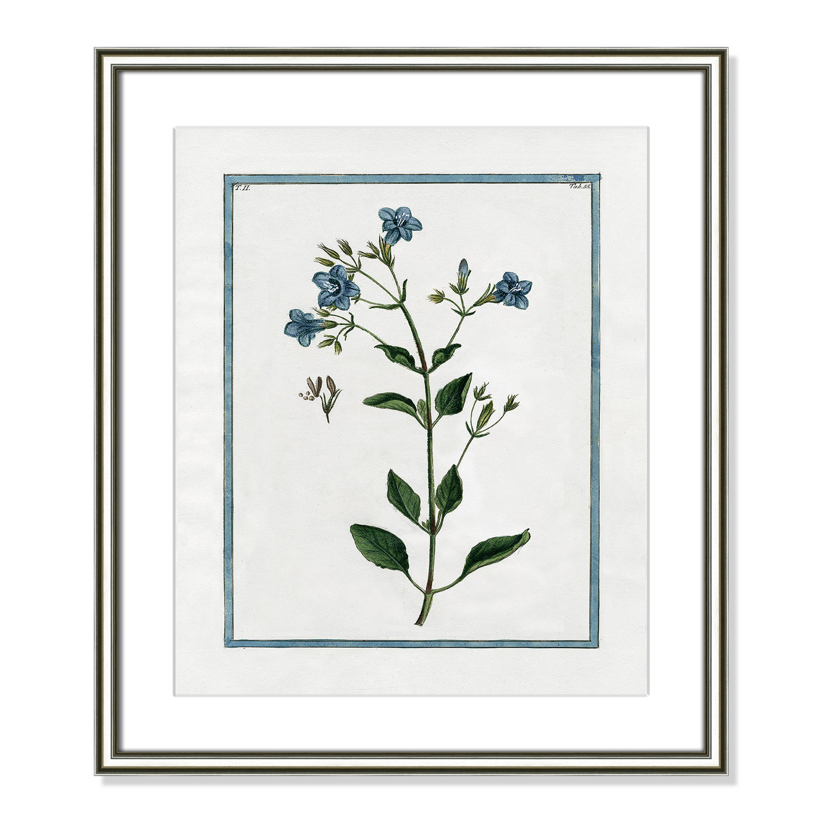 Shabby Elegance Botanical II - Framed Art, 17.25" W x 20.25" H, Silver Framed