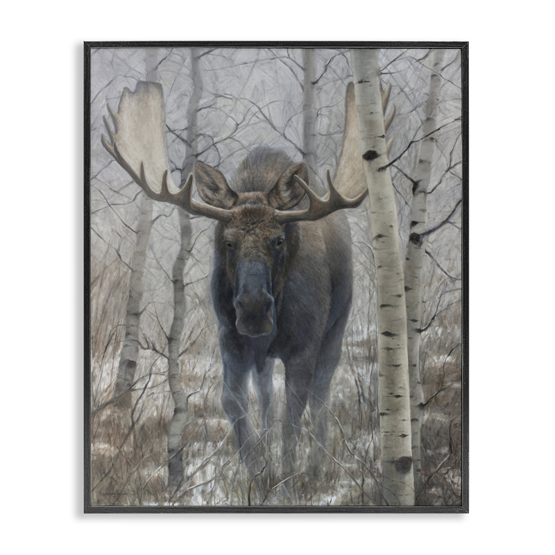 «Moose in Winter Birch Forest», dessin de James Corwin, H 14 po x l 11 po, Giclée encadrée noir minuit