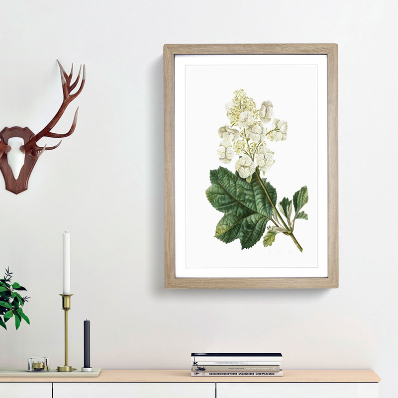 Oakleaf Hydrangea by Pierre-Joseph Redoute - Picture Frame Painting Print, 65cm H x 48cm W x 2cm D, Oak Framed