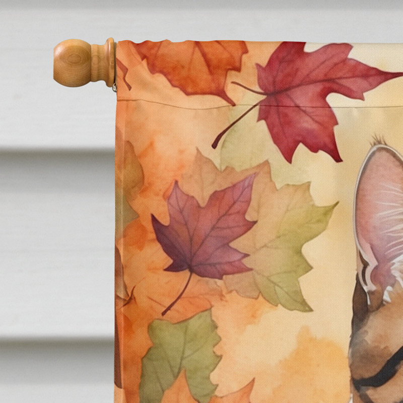 Chat en feuilles d'automne, Polydactyle américain