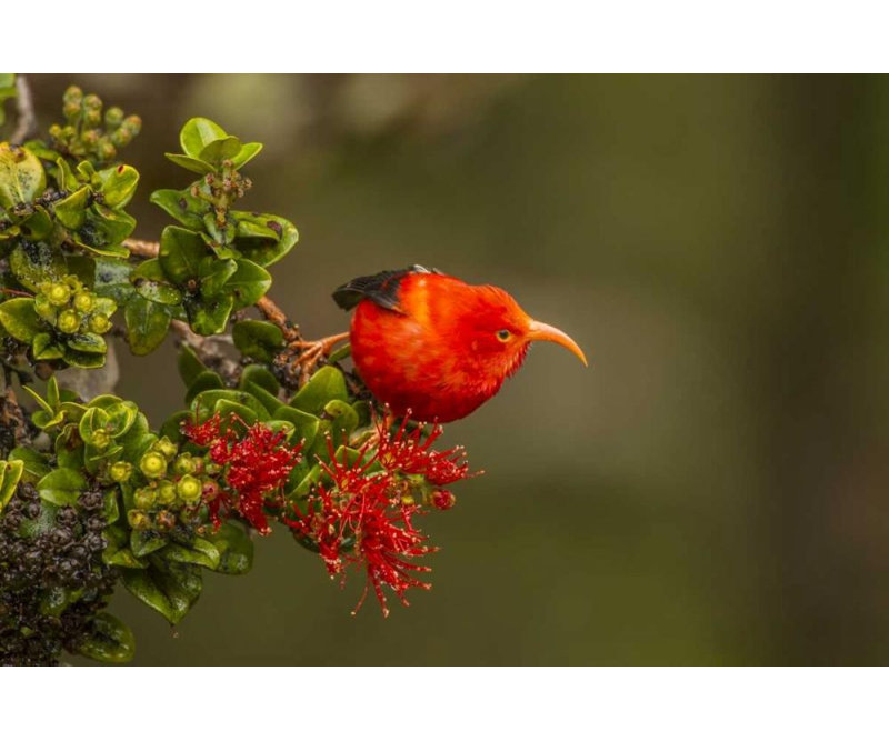 Illg, Cathy and Gordon, reproduction d'art sur toile tendue: Hawaï, forêt de Hakalau, oiseau Iiwi sur un arbre Ohia