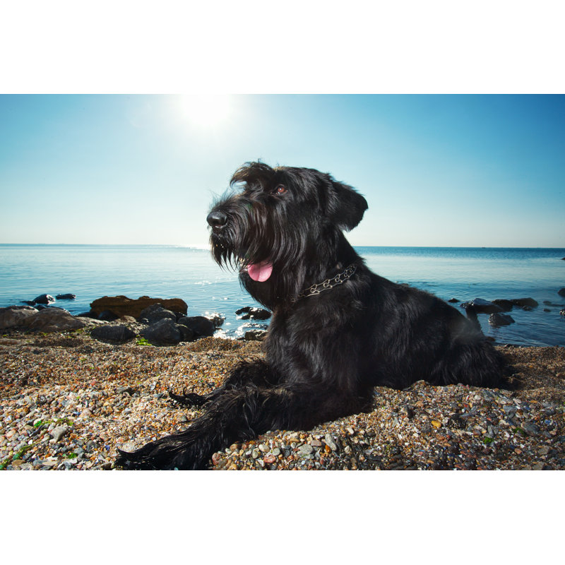 Giant Schnauzer Lying by Nadiia Iatusn - Wrapped Canvas Print, 30cm H x 46cm W