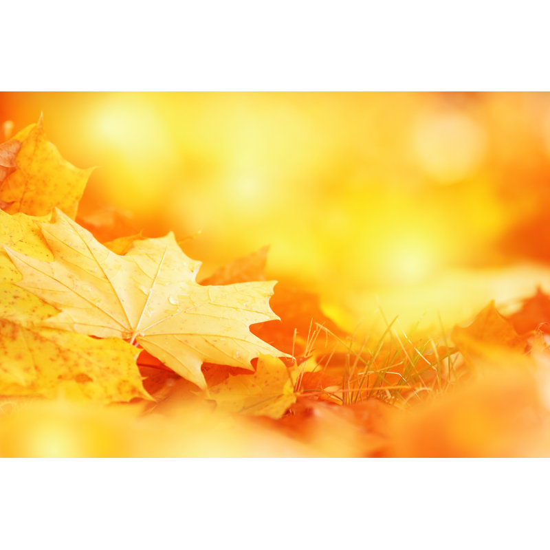 Feuilles d'automne sur fond par Bgfoto, H 12 po x l 18 po