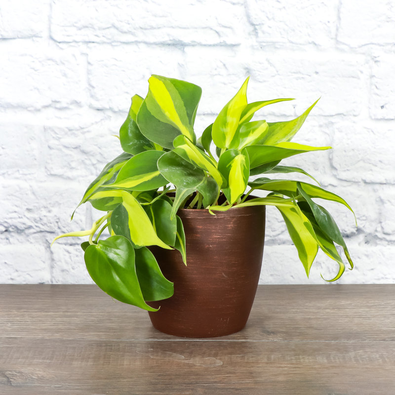 Live Brazil Philodendron Plant in Classic Pot, Copper