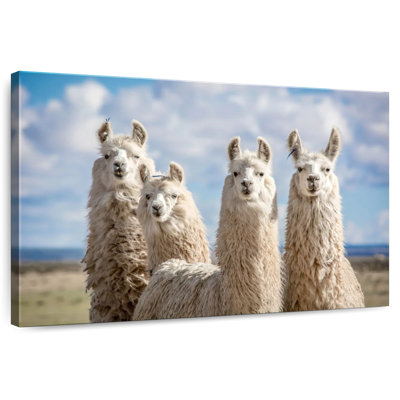 Fluffy White Llamas
