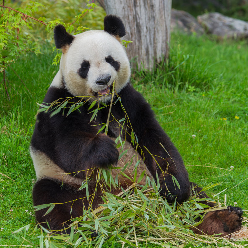 Lieberman Giant Panda - Wrapped Canvas Print, 76cm H x 76cm W x 3.8cm D
