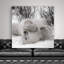 «Hudson Bay Bear», photographie-329774925-329774931