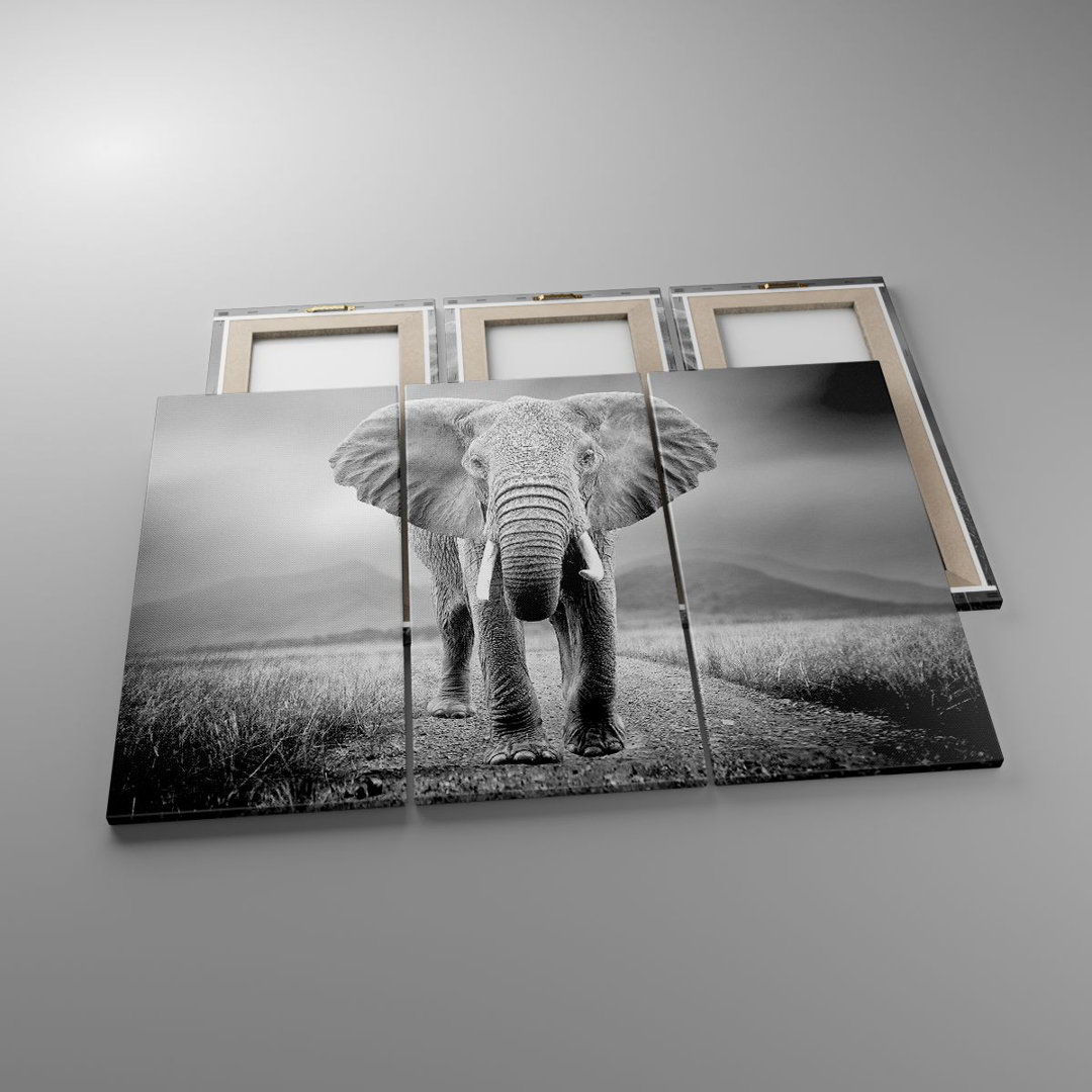 3-tlg. Leinwandbilder-Set Elephant Wildness Nature