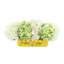 Hydrangeas Arranged in Oval Vase with Lemons