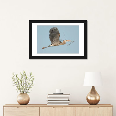 " Great Blue Heron Flying with Nest Material Kensington Metropark Milford Michigan " Print