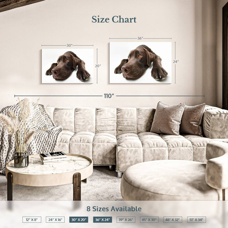 Labrador brun chocolat Brampt, H 20 po x l 30 po