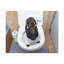 Toile de teckel, formation sur toile en pyjama sur toilette-96094343