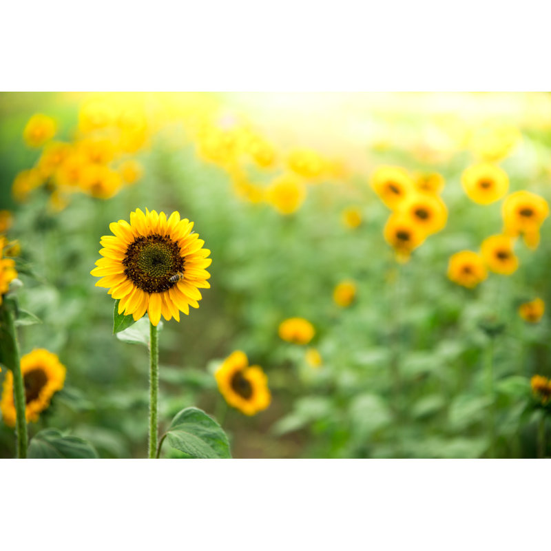 Field Of Blooming Sunflowers by Patrick Daxenbichler - Wrapped Canvas Print, 30cm H x 46cm W x 3.8cm D