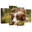 Border collie Brampt