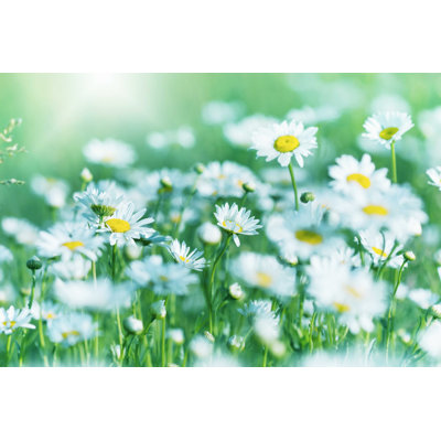 " Daisy Flower "