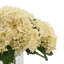 Hortensias en vase