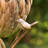 Maestas 67'' H x 11.25'' W x 7.5'' D Weather Resistant Birdhouse