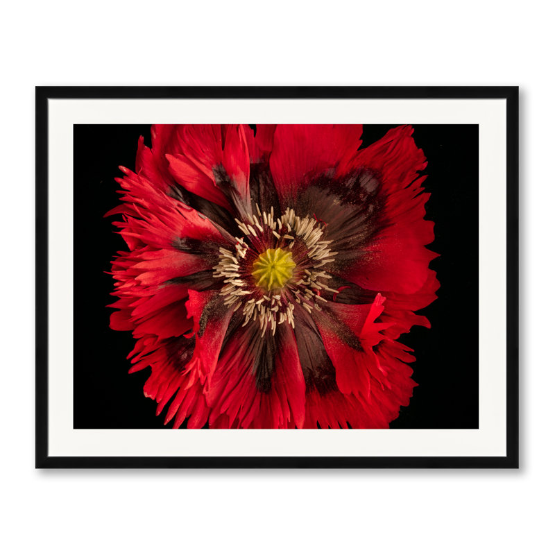 Harold Davis - Papaver Hybridium 'Naughty Nineties' Print by Harold Davis, Black Framed Paper, 25.2" H x 31.2" W