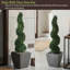 Plante topiaire en buis Darby Home Co