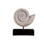Ammonite Fossil Sculpture on Museum Mount Sculpture