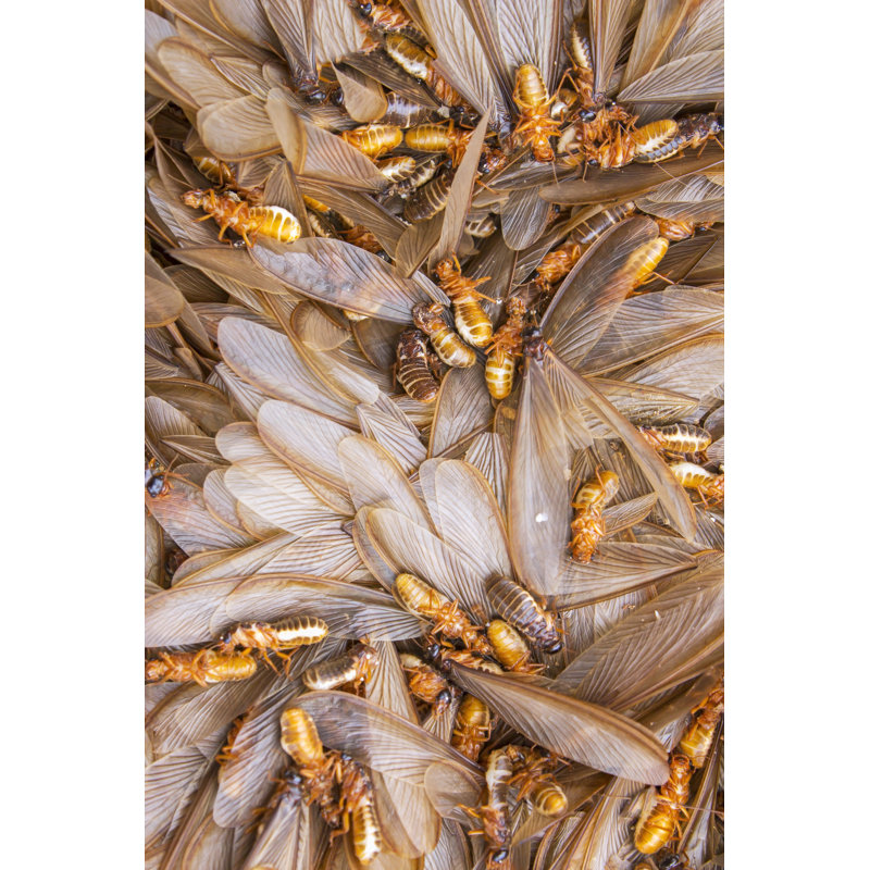 Ursina Termite Larvae par Jaranjen, H 12 po x l 8 po