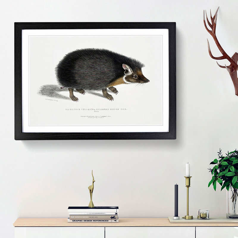 Collared Hedgehog by John Edward Gray - Picture Frame Painting Print on MDF, 36cm H x 48cm W x 2cm D, Black Framed