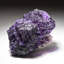 Véritable grappe de fluorescence mauve
