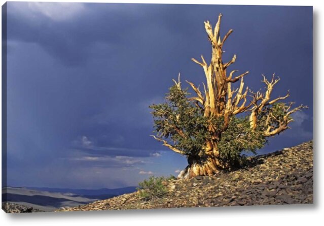 California, White Mts Bristlecone Pine Tree by Dennis Flaherty - Photograph Print on Canvas