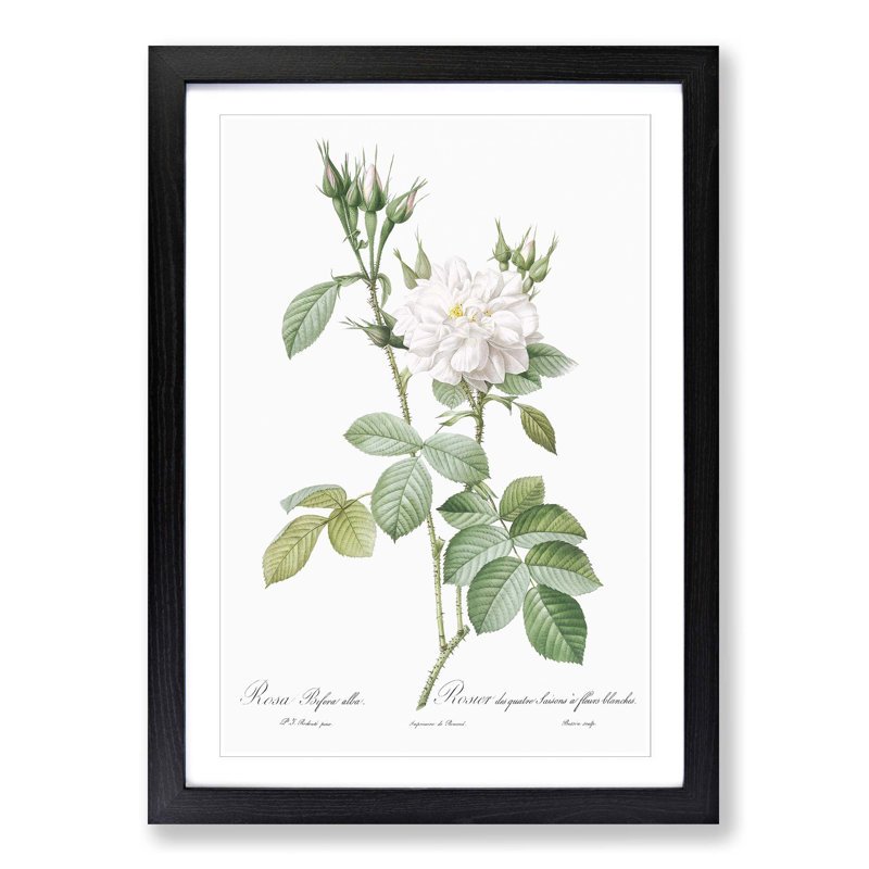 Autumn Damask Rose by Pierre-Joseph Redoute - Single Picture Frame Painting, 33cm H x 24cm W x 2cm D, Black Framed