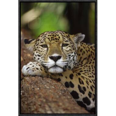 Leopard Face Detail Photograph Leopard Pictures Wall Decor Jungle