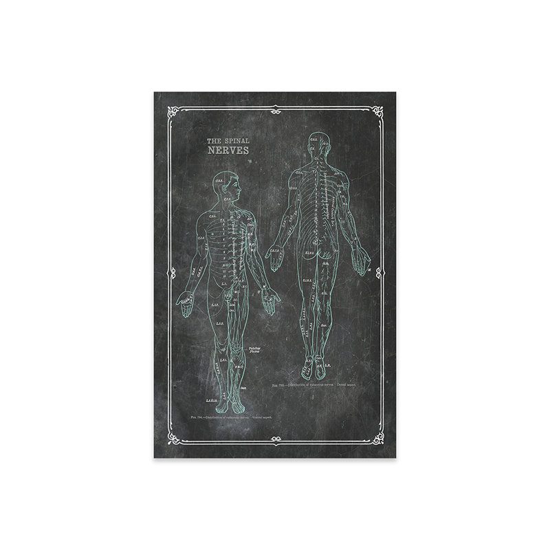 Anatomy of the Spinal Nerves, reproduction sur verre acrylique, H 24 po x l 16 po x P 0,25 po