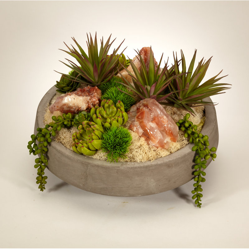 Plant in Concrete Pot