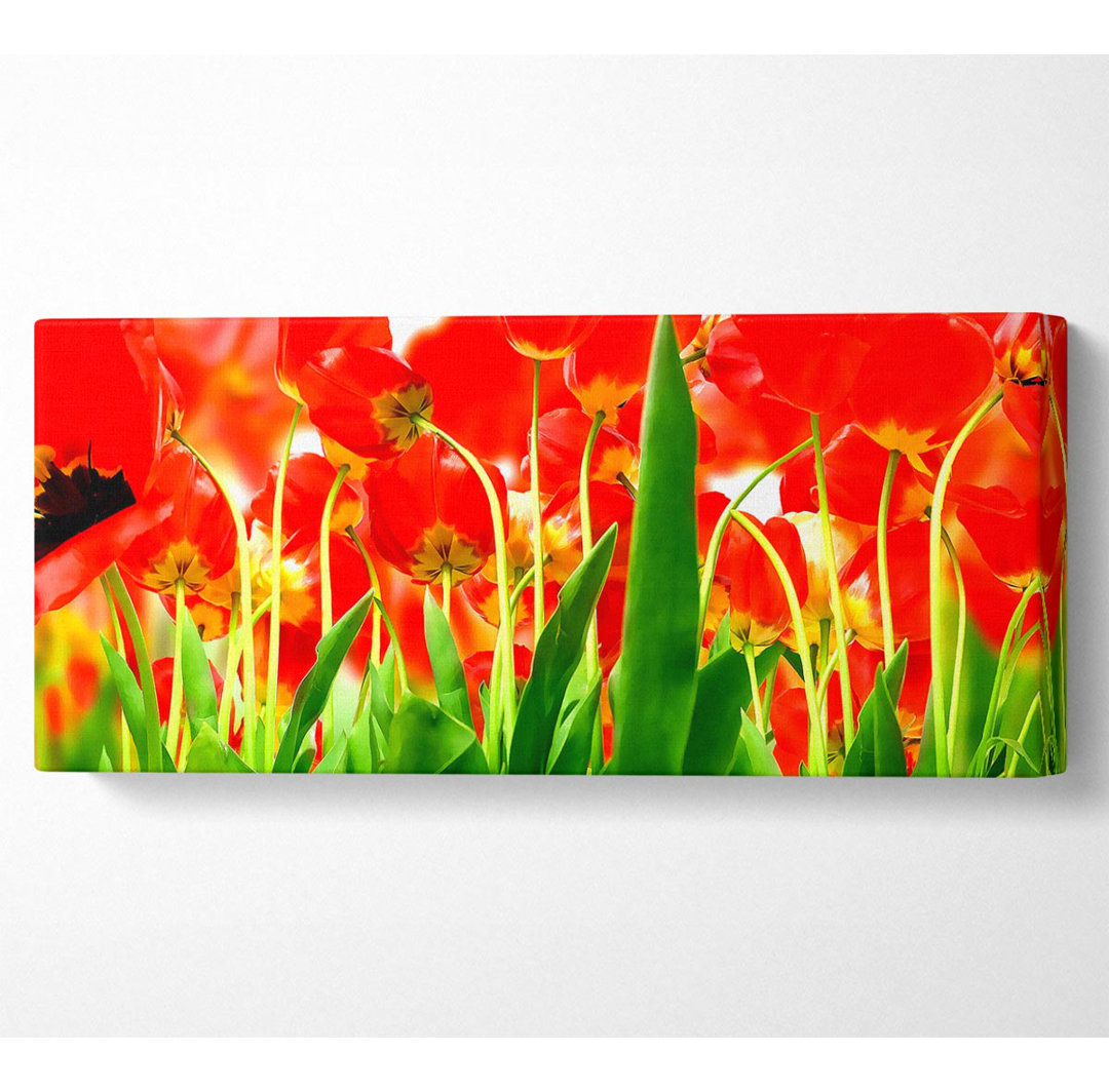 Rote Tulpen von unten - Kunstdrucke auf Leinwand