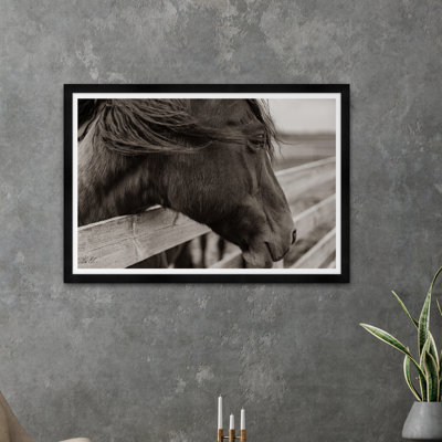 " Horse Gaze "