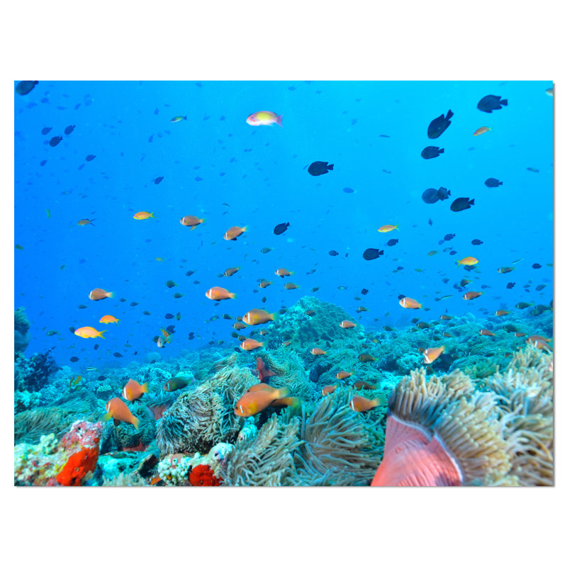 « colonie of maldives anemone fish », impression, H 30 po x l 40 po x P 1,5 po, Toile tendue