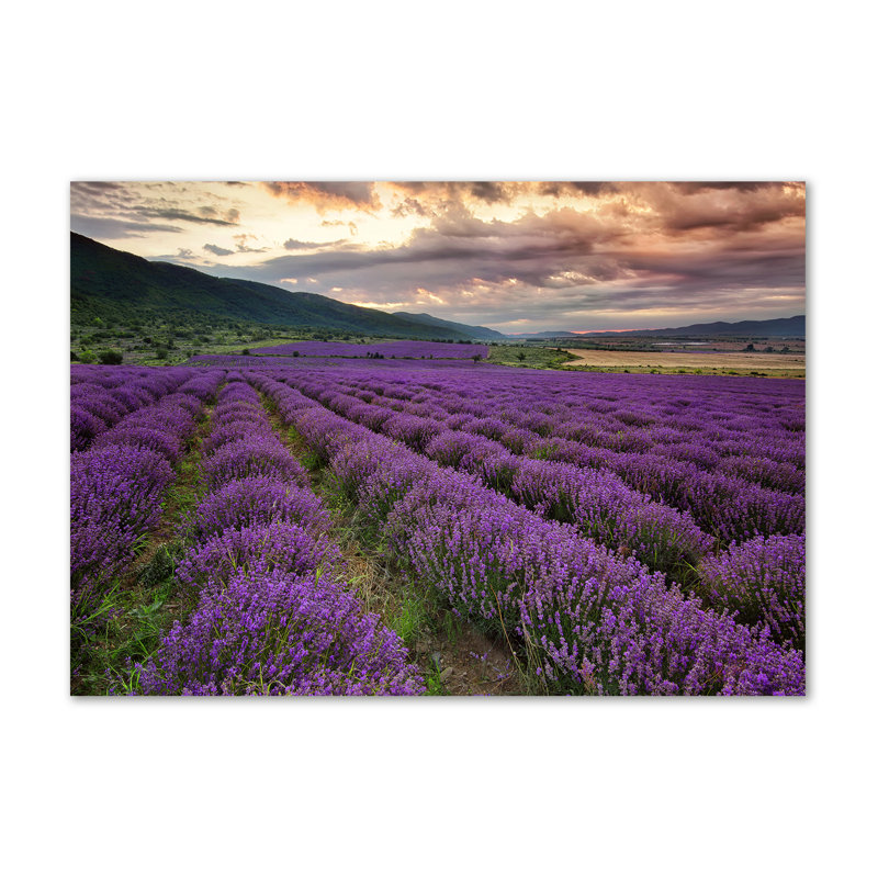 Lavender Field - Wrapped Canvas Print