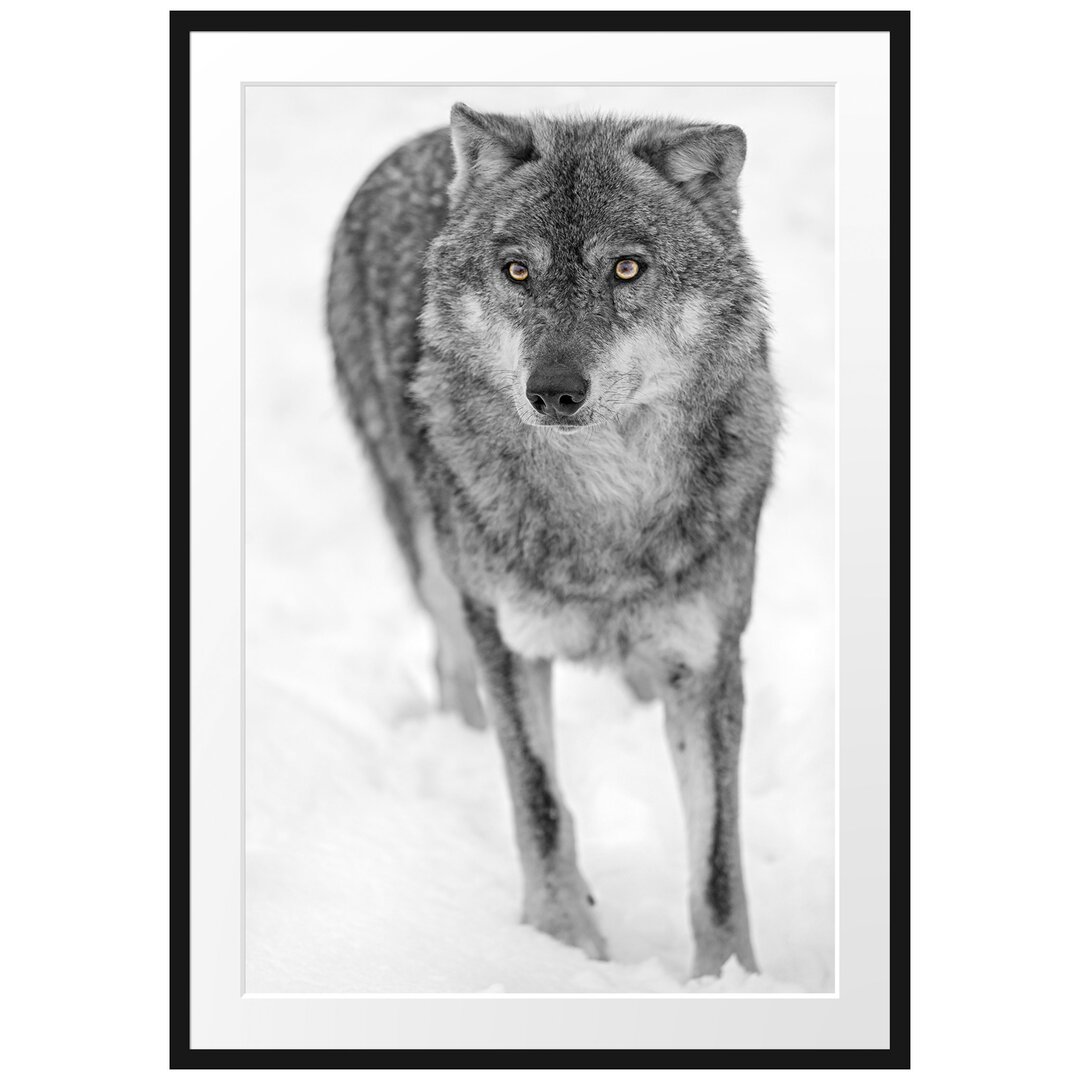 Gerahmtes Poster Wolf in Schneelandschaft