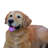 Lying Down Golden Retriever Figurine
