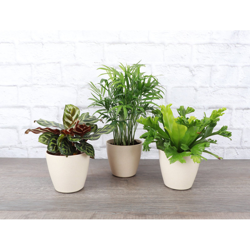 3 Piece Pet Safe Houseplant Set