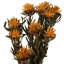 Plumosum Arrangement-94734888