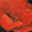 Fleur rouge - chambre à coucher contemporaine encadrée décorée-1134196067-1134196068